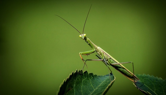 カマキリに宿る「ハリガネムシ」は、カマキリを死に導く恐怖の寄生虫！？