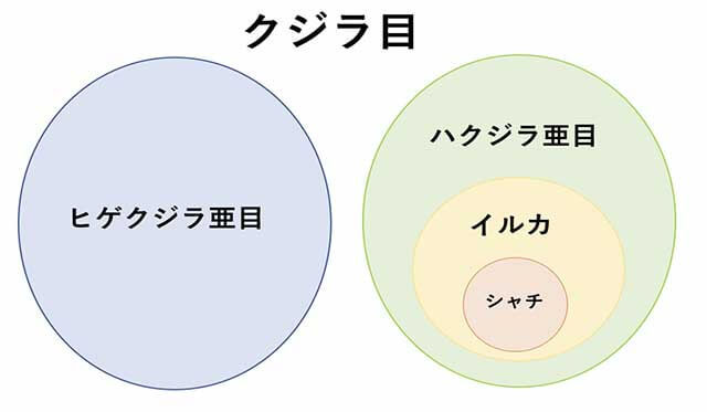 イルカウォッチングといえば北海道！野生イルカとのステキな出会い