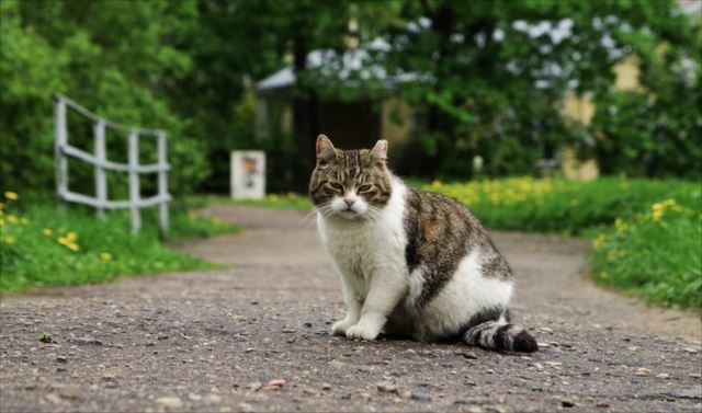 猫は人語を理解している！？そう感じざるを得ないエピソードに驚愕！