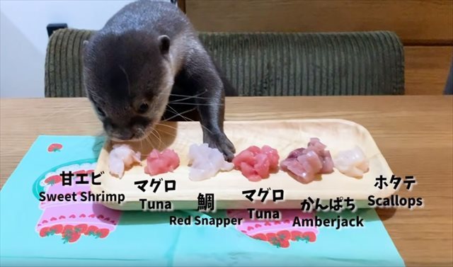 誕生日プレゼントの刺身盛に大興奮！コツメカワウソのコタローくんが可愛すぎる♪