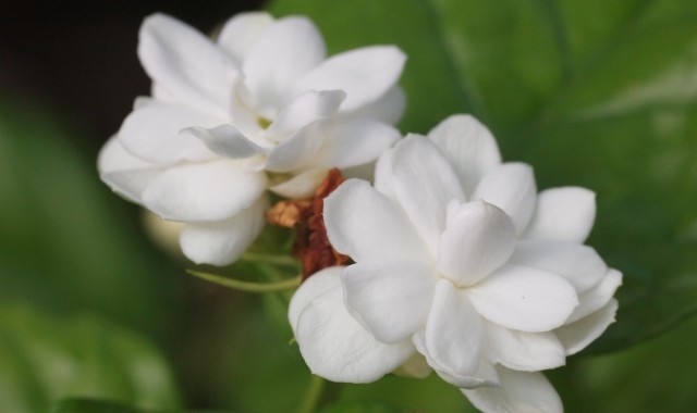 「ジャスミン(茉莉花)」の花言葉は?その魅惑的な甘い香りからセクシーなものも!!