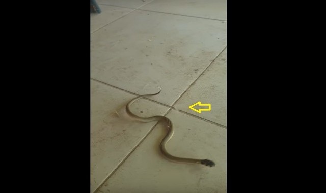 【衝撃映像】赤ちゃんヘビが不思議なダンスをしている！と思ったら・・・、実はよ〜く見たら分かるある理由があって踊っているように見えたのです