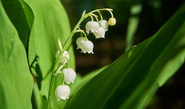 スズラン(鈴蘭)の花言葉は?可愛らしい花なのに怖いイメージがあるらしい
