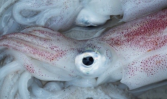 イカの目は人の目と構造が似ていてハイスペック！でも目から得た情報を処理する程の脳はない？