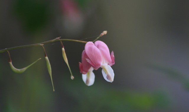 スズラン(鈴蘭)の花言葉は?可愛らしい花なのに怖いイメージがあるらしい