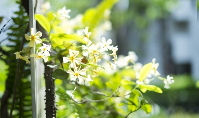 「ジャスミン(茉莉花)」の花言葉は?その魅惑的な甘い香りからセクシーなものも!!