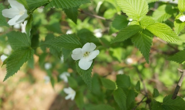 春に咲くヤマブキ、その花言葉は金運!ヤマブキとお金にはなにか関係があるの?
