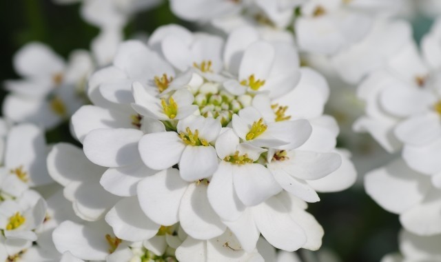 【イベリス】太陽に向かって咲く白い花には対照的な2つの花言葉があった