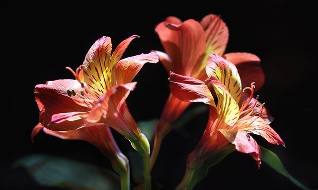 「アルストロメリア」の花言葉は?花名や花言葉の由来ともなる友情物語が!!