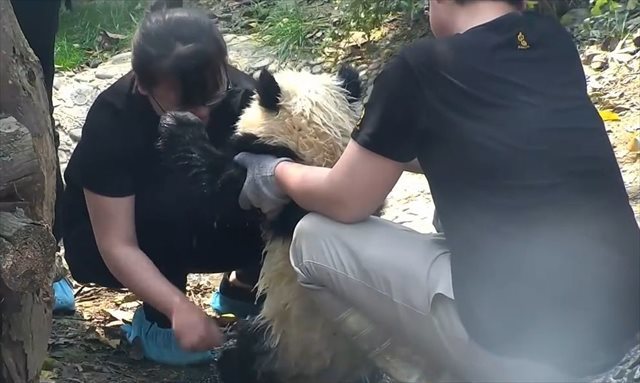 【動画】これはたまらんっ！飼育員にしがみつく甘えん坊のパンダが可愛すぎる♪