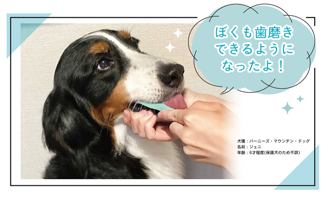 【ペット飼い主向け】クラウドファンディングの仕組み・注意点・種類や歴史を解説！犬猫プロジェクト一覧