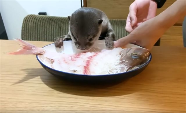 誕生日プレゼントの刺身盛に大興奮！コツメカワウソのコタローくんが可愛すぎる♪