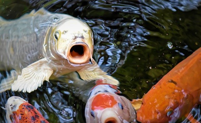 鯉がなんでも食べるのは胃が無いから！？無胃魚と呼ばれる魚たちを紹介