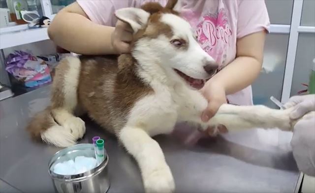 初めての採血…注射が怖いハスキー犬のリアクションがかわいすぎる！