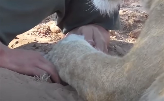 男性と戯れるライオンが猫のよう(笑) その場を去ろうとすると「行かないで！」と甘える