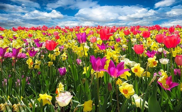 春に咲くのは桜やチューリップだけじゃない!美しく咲く春の花をご紹介