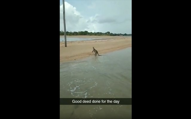 海で溺れる小さなワラビーを救出！人間と動物の間に生まれた信頼関係に感動