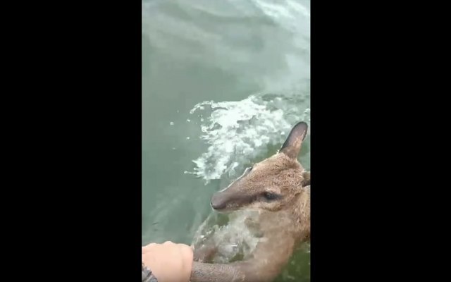 海で溺れる小さなワラビーを救出！人間と動物の間に生まれた信頼関係に感動