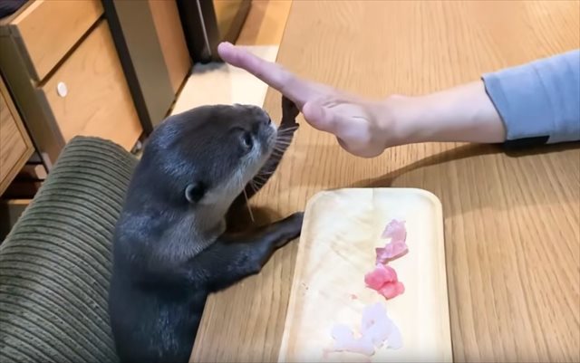 誕生日プレゼントの刺身盛に大興奮！コツメカワウソのコタローくんが可愛すぎる♪