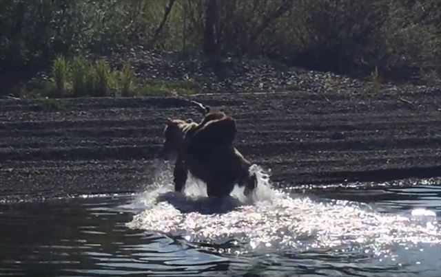 熊って泳げるんだ！2匹の子グマを背中に乗せて湖を横断!! 子供を守る母親グマの泳ぎっぷりがたくましい!!