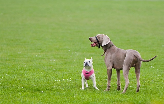 おすすめのペット資格！正しい知識でペットの事をもっと知ろう！犬と猫の飼い主が持っておくとよい資格