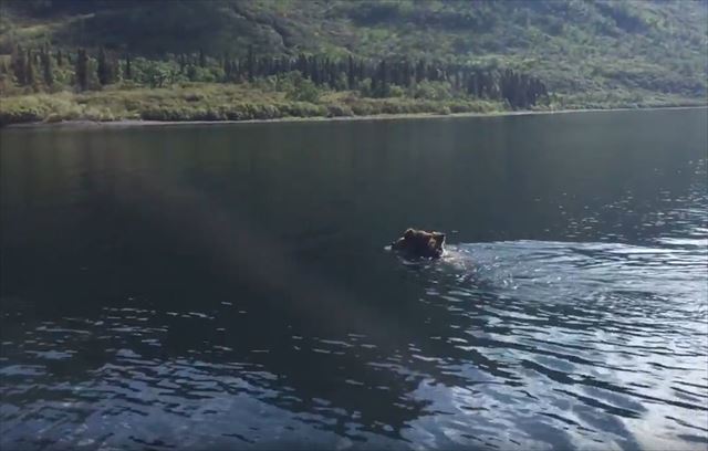 熊ってこんなに泳げたんだ！2匹の子グマを背中に乗せて湖を横断!! 子供を守る母親グマの泳ぎっぷりがたくましい!!