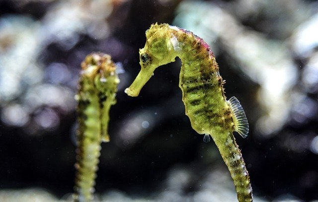 「タツノオトシゴ」はオスが出産するって本当？不思議な魚の生態をご紹介！！