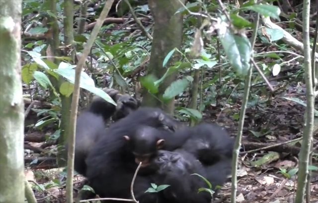 【動画】飛行機ごっこ！？人間の親子と同じように遊ぶチンパンジーの親子が微笑ましい♪