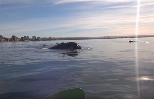 カヤックが浮上してきたクジラの背中に乗っかっちゃった!! 驚きの瞬間をとらえた映像