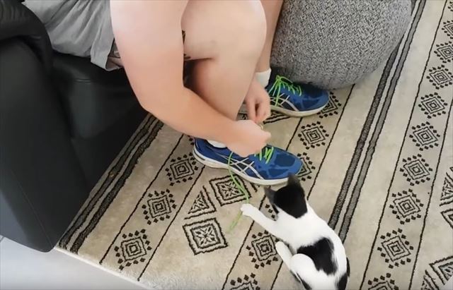 【動画】靴紐を結びたい飼い主VSお出かけさせたくない子猫！必死な子猫がカワイイ！