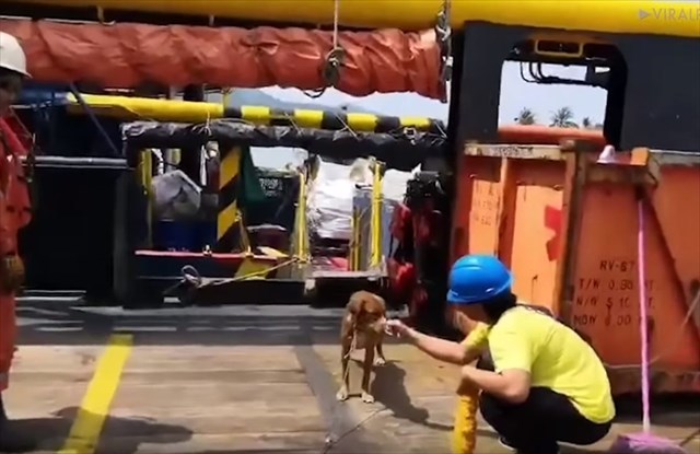 どうしてこんなところに！？タイの沖 約220キロの石油掘削施設で必死に泳ぐ犬が発見され救助！