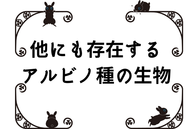 ウサギの目といったら赤い？いいえ、それはアルビノ種のシロウサギの特徴だったんです！