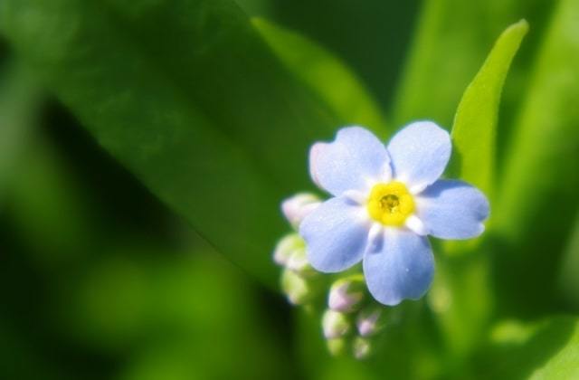 「勿忘草(ワスレナグサ)」の花言葉と名前の由来はドイツに伝わる悲恋伝説にあった!!