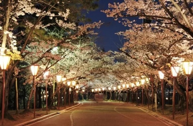 加古川市「日岡山公園」にて約1,000本のソメイヨシノがライトアップ