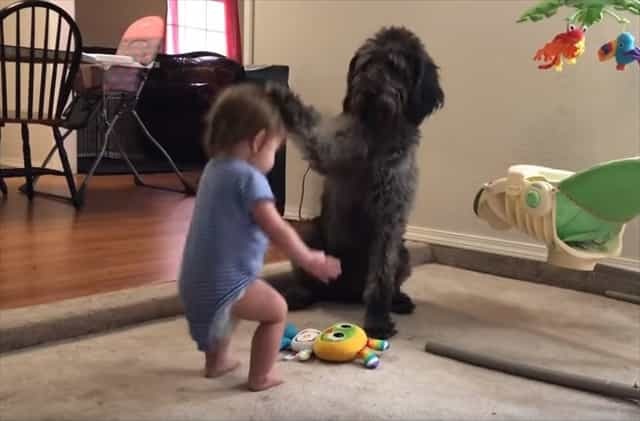 「おすわりなさい」おすわりさせようとしたら逆に犬におすわりさせられてしまった赤ちゃんのキョトン顔が可愛すぎる