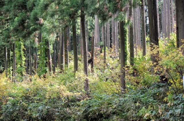 山林を所有するだけでかかる固定資産税！どれくらいかかるかを解説