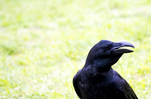 カラスの漢字は「烏」と「鴉」の2つあるけどそれぞれの違いは？英語表記も2つあるらしい