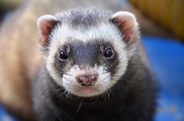 イタチをペットに！フェレットなどの飼いやすい種類や飼い方のポイントをご紹介！