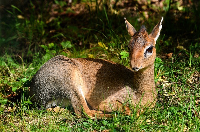 小さくてかわいい「ディクディク」はシカの仲間ではなく、まさかのウシの仲間だった！e-3056426_640.jpg