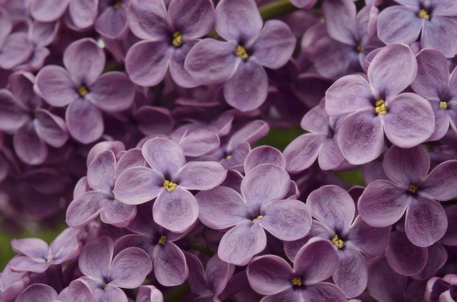「ライラック」とはどんな花？その花言葉は？幸せになれると伝わるハッピーライラックとは一体何？？