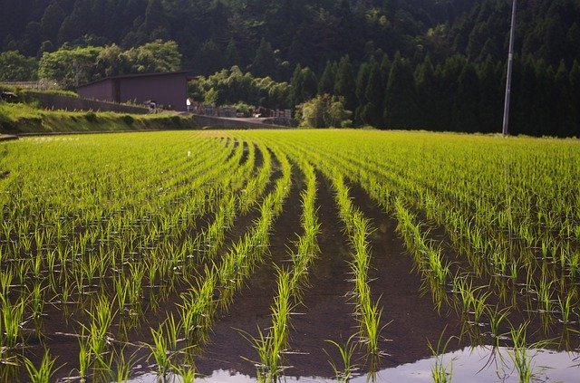 旧暦で4月を意味する「卯月（うづき）」、その由来は十二支の「卯」とはまた別物なんです！！