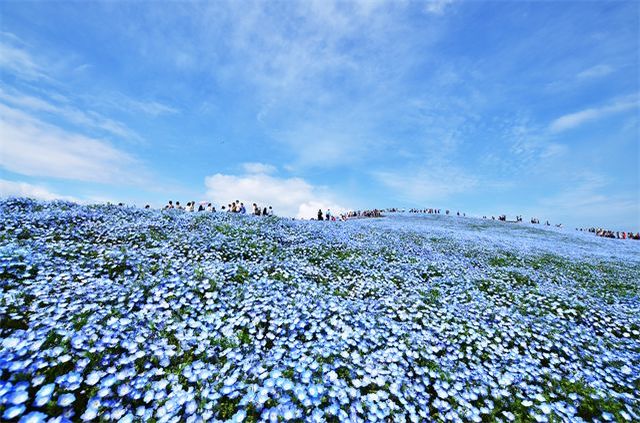 青い花畑が美しい春の花「ネモフィラ」、その花言葉は?実は黒い花も咲かせるネモフィラもあるんだとか!!