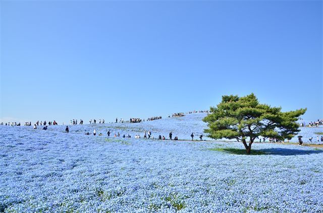 青い花畑が美しい春の花「ネモフィラ」、その花言葉は?実は黒い花も咲かせるネモフィラもあるんだとか!!