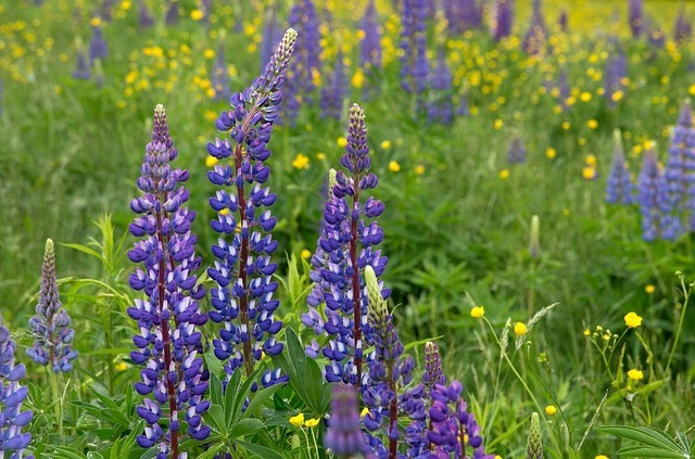 ルピナスの花言葉は?オオカミのように逞しく生きる土壌の破壊王を紹介