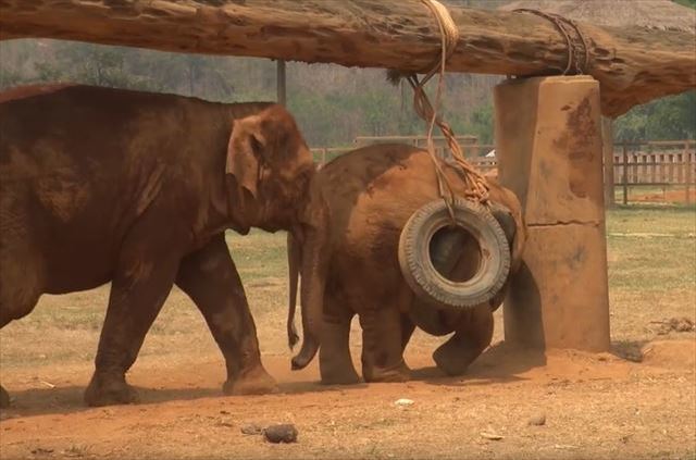 ご飯の時間に母ゾウが子ゾウを呼びに来るも、子ゾウは駄々をこねて再び遊び始め、最後には…