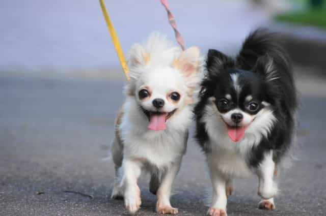 チワワの基礎知識を学ぼう！飼い方・歴史・飼育費用・ケア方法を解説