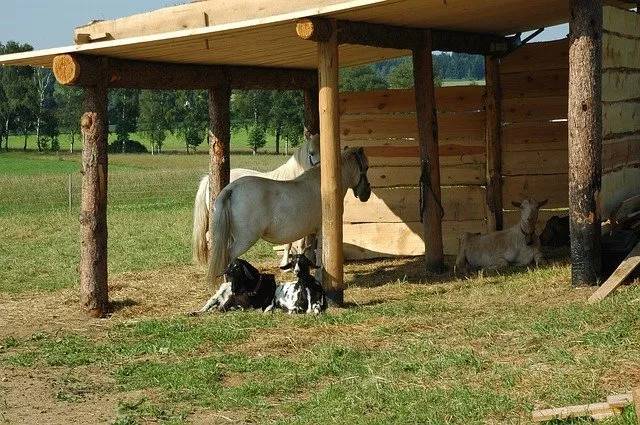 ヤギをペットとして飼いたい！飼い方や性格、値段、寿命などまとめてご紹介！