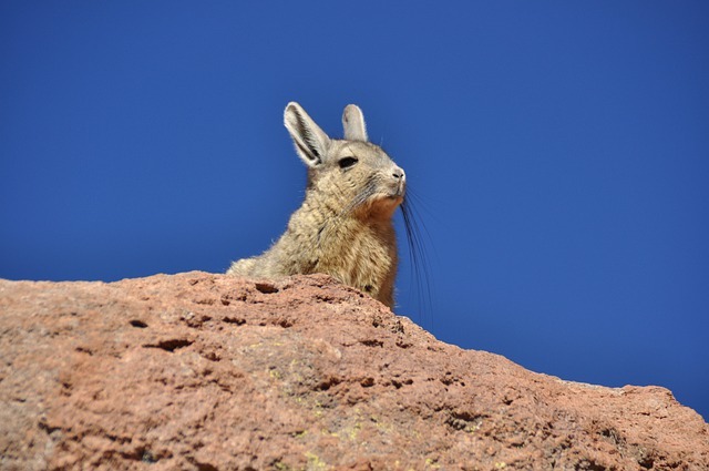 カワイイ動物の「チンチラ」は、野生では絶滅危惧種の保護動物だった！