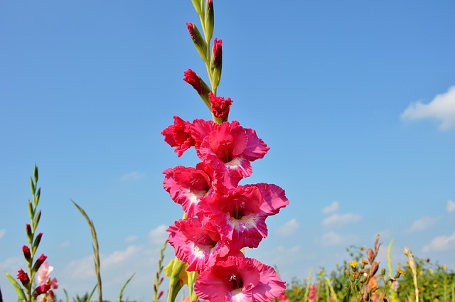 剣が名前の由来のグラジオラス、その花言葉は恋人たちの秘密のやり取りから来た!