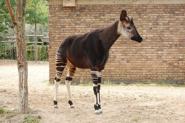 動物園に行ったらぜひ会いたい！「世界三大珍獣」と呼ばれる動物をご紹介！